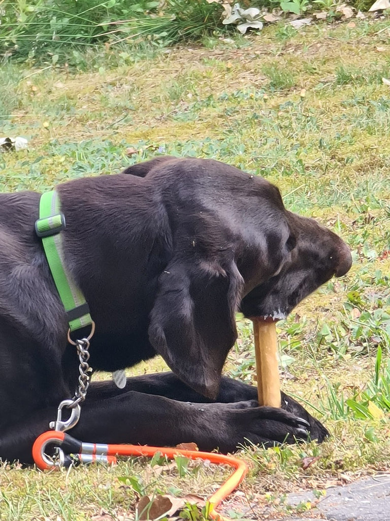 Hund Eddi mit spielt Kauknochen aus Naturkautschuk | Das Spielzeug kann zum Kauen, Jagen und Apportieren benutzt werden und unterstützt damit den Bewegungsdrang des Hundes.